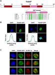 TBSAP IS A NOVEL CHROMATIN PROTEIN REPRESSING METACYCLIC VARIANT SURFACE GLYCOPROTEIN EXPRESSION SITES IN BLOODSTREAM FORM TRYPANOSOMABRUCEI