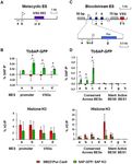 TBSAP IS A NOVEL CHROMATIN PROTEIN REPRESSING METACYCLIC VARIANT SURFACE GLYCOPROTEIN EXPRESSION SITES IN BLOODSTREAM FORM TRYPANOSOMABRUCEI