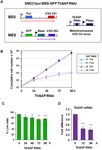 TBSAP IS A NOVEL CHROMATIN PROTEIN REPRESSING METACYCLIC VARIANT SURFACE GLYCOPROTEIN EXPRESSION SITES IN BLOODSTREAM FORM TRYPANOSOMABRUCEI