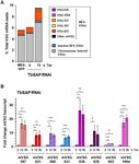 TBSAP IS A NOVEL CHROMATIN PROTEIN REPRESSING METACYCLIC VARIANT SURFACE GLYCOPROTEIN EXPRESSION SITES IN BLOODSTREAM FORM TRYPANOSOMABRUCEI