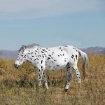 Unsaddling old theory on origin of horses - CNRS