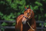 ALL TOO HARD Youngest sire to reach 100 winners in the last two seasons - Vinery Stud
