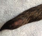 Dog Ends - a new treatment for tail tip injuries Clinical presentation