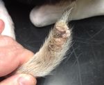 Dog Ends - a new treatment for tail tip injuries Clinical presentation