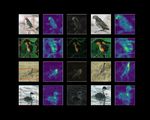 Exploring Vision Transformers for Fine-grained Classification