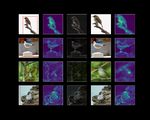 Exploring Vision Transformers for Fine-grained Classification